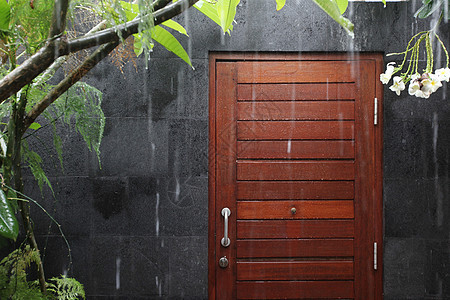 热带雨雨滴热带植物花背景上图片