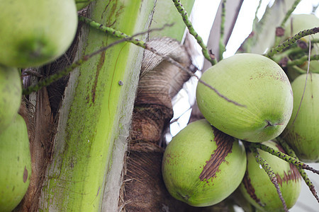 泰国椰子绿色泰国椰子生长棕榈树特写图片