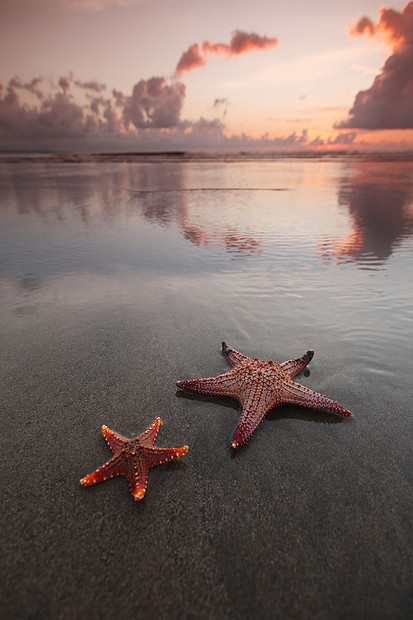 日落时海滩上两条海星日落时,两只海星空荡荡的海滩上图片