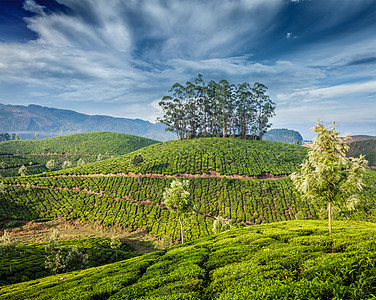 喀拉拉印度旅游背景印度喀拉拉邦穆纳尔的绿茶种植园旅游景点图片