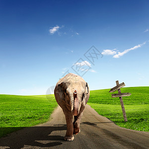 路上行走的大象公牛拼贴图片