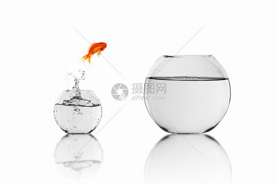 金鱼鱼缸里水里跳出来图片