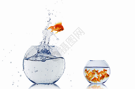 金鱼鱼缸里水里跳出来图片