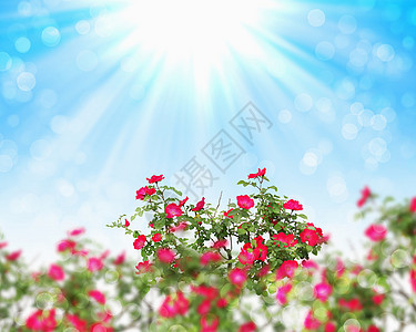 花朵蓝天灿烂的阳光下绽放图片