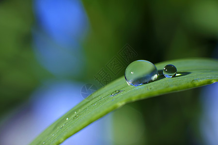 花与水滴素材草叶上滴露背景