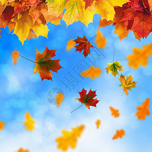 红黄的叶子映衬着明亮的蓝天波克效应图片