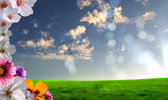 鲜花草地蓝天的图片,阳光灿烂图片
