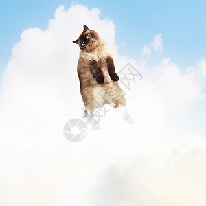 猫咪小猫背景图片 猫咪小猫背景素材 猫咪小猫底图 摄图网 猫咪小猫背景图片 猫咪小猫背景素材 猫咪小猫底图 摄图网