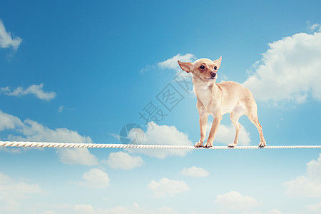 狗绳子上平衡小狗绳子上平衡的图像图片