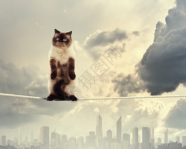 暹罗猫坐绳子上暹罗猫坐高空绳子上的形象图片