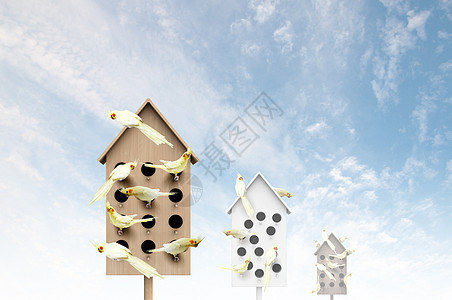 用于友好生活的公寓许多鹦鹉住个木制的筑巢箱里背景图片