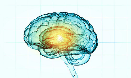 白色背景的人脑的人类智力人类的大脑背景图片
