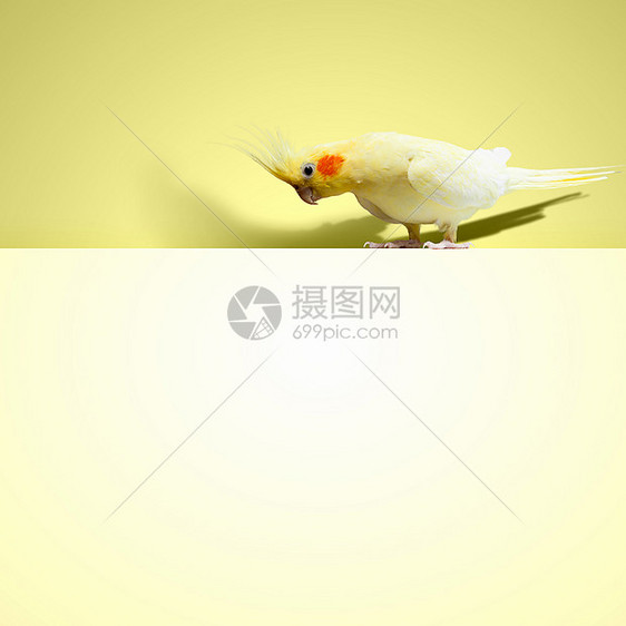 鹦鹉坐空白的横幅上鹦鹉坐空白的横幅上文字的位置图片