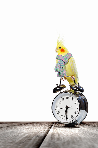 鹦鹉坐闹钟上坐闹钟上的黄色鹦鹉的图像图片