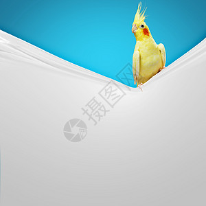 鹦鹉坐空白的横幅上鹦鹉坐空白的横幅上文字的位置图片