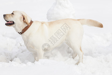 拉布拉多公园里玩雪图片