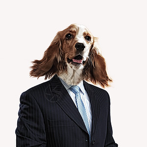 穿着西装的狗的滑稽肖像抽象背景上穿西装的狗的滑稽肖像拼贴图片