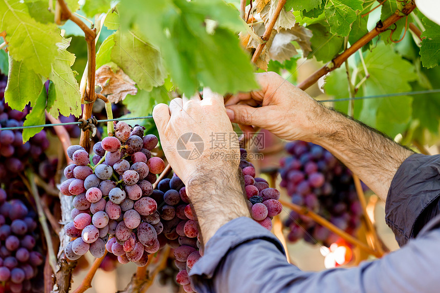 双手捧着葡萄园里的红葡萄手着葡萄园里的红色成熟葡萄图片
