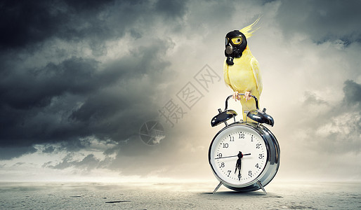 鹦鹉坐闹钟上戴防具的黄色鹦鹉坐闹钟上的图像生态图片