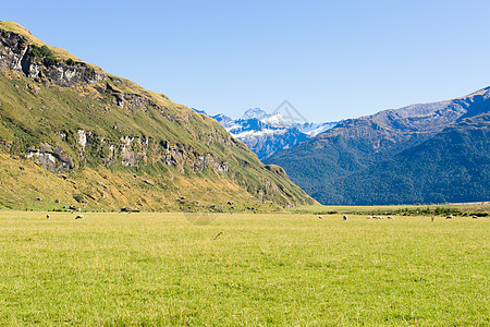 风景如画新西兰阿尔卑斯山草地的自然景观图片