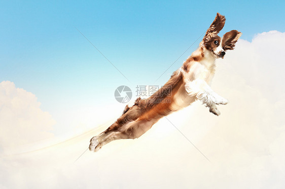贝塞特猎犬云层飞行贝塞特猎犬天空中的云层飞行趣的拼贴画图片