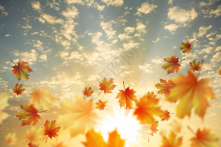 秋天的叶子背景图像与秋季落叶图片