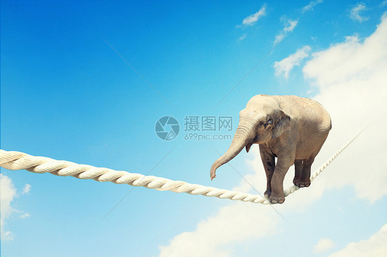 大象绳子上行走大象高空绳子上行走的形象图片