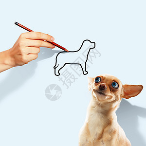 小趣的狗小趣的狗人的手的形象图片