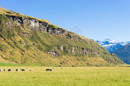 风景如画新西兰阿尔卑斯山草地的自然景观图片