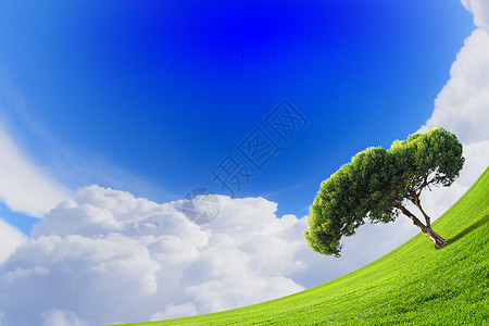 绿色的田野阳光的天空绿色的田野阳光多云的蓝天图片