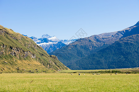 风景如画新西兰阿尔卑斯山草地的自然景观图片