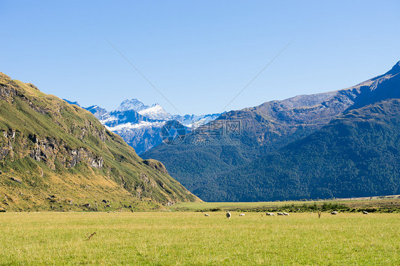 风景如画新西兰阿尔卑斯山草地的自然景观图片