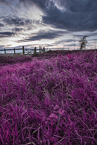 令人惊叹的英国乡村景观田野日落与超现实的紫调图片