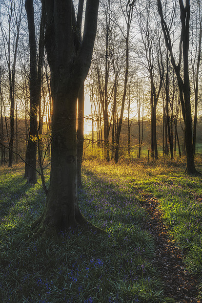 英国乡村春天蓝铃林的美丽景观图片