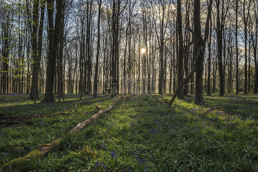英国乡村春天蓝铃林的美丽景观图片