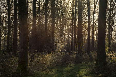 美丽的清晨森林景观春天与阳光的辉光明暗的比图片