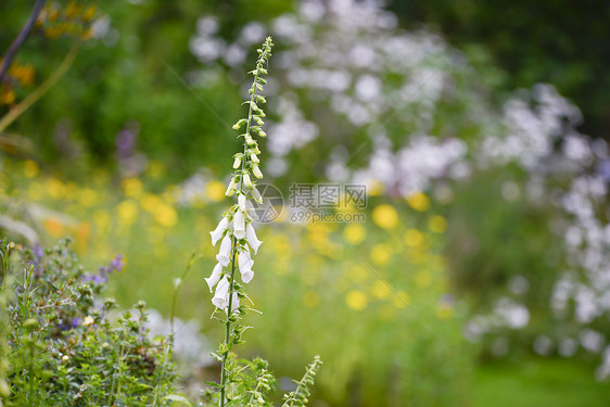 美丽的夏季花园景观与狐狸前景与选择焦点图片