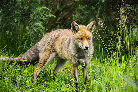 美丽的雄狐狸长而茂盛的青草的夏天的田野图片