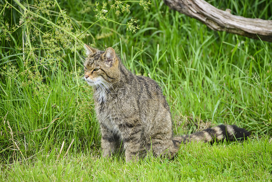 美丽的苏格兰野猫夏天的阳光下树上放松图片