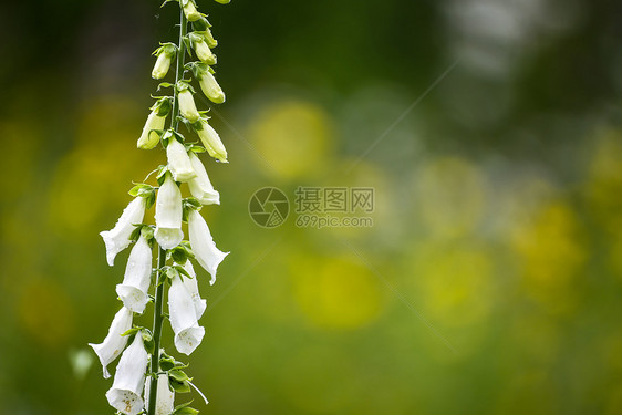 美丽的夏季花园景观与狐狸前景与选择焦点图片