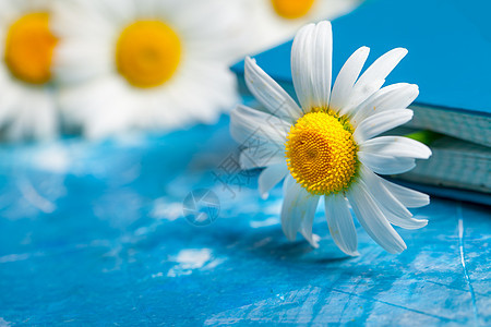 夏季花卡与洋甘菊花蓝色复古油漆木制背景背景图片