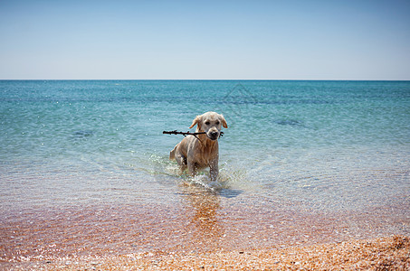 在海岸边叼起木棍的狗狗图片