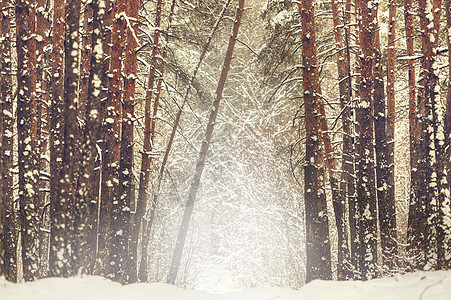 冬天的森林图片