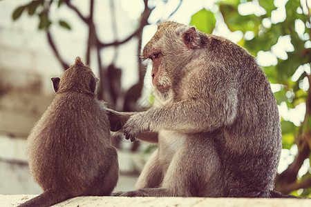 印度尼西亚的猴子图片