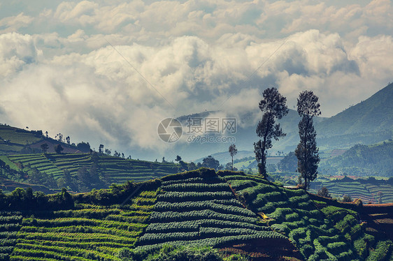 印度尼西亚的绿色田野图片