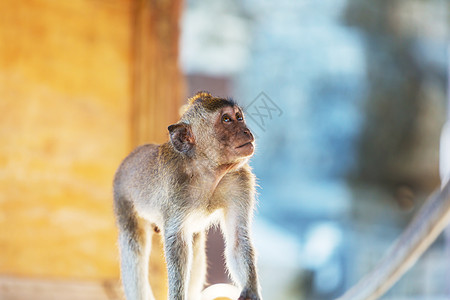 印度尼西亚的猴子图片