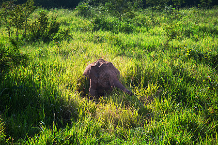 斯里兰卡的亚洲大象图片