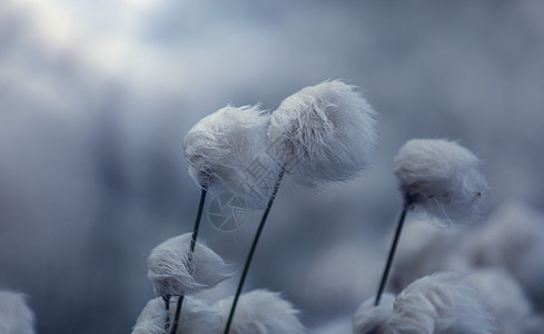 北极棉花花草地羽绒棉高清图片