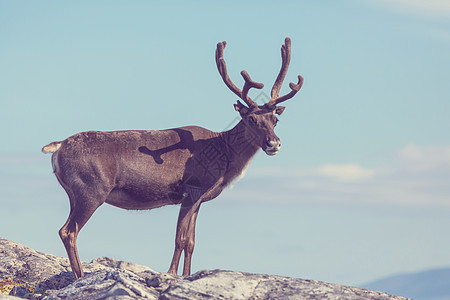 挪威的驯鹿图片