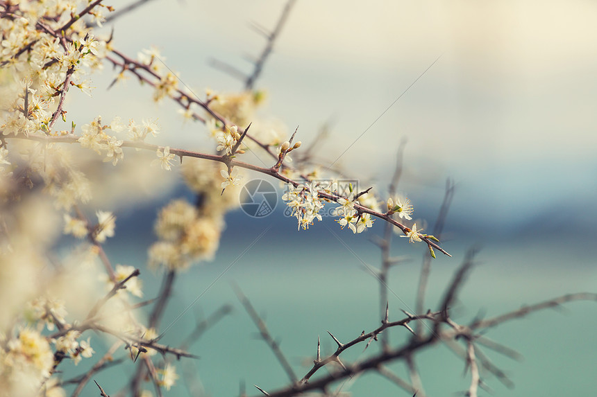 春天花园里樱花的花朵图片